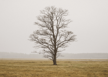 Entendendo as árvores de decisão em Machine Learning